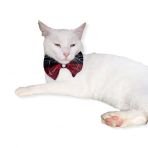 Bb Ekose Black Kedi Papyonu