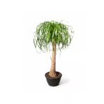 Beaucarnea Recurvata - Fil Ayağı - Ev Ofis Salon Iç Mekan Bitkisi - Saksı Çapı 21 Cm