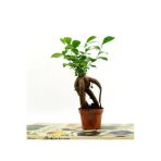 Bebek Ficus Ginseng Bonsai -5,5 Cm Saksı