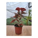 Begonia Aconitifolia Çilli Begonya Fidanı 10-20 Cm