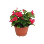 Begonia Fidanı (Begonya Çiçeği) Fidanı Fuşya 10-20 Cm