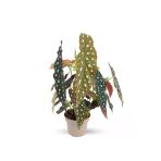 Begonia Maculata Çilli Begonya Ev Ofis Salon Iç Mekan Bitkisi -:14 Cm H:30 Cm