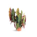Begonia Maculata - Çilli Begonya - Ev Ofis Salon Iç Mekan Bitkisi - Ø:17 Cm - H:40 Cm