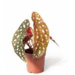 Begonia Maculata - Çilli Begonya Mini - Ev Ofis Salon Iç Mekan Bitkisi - Ø:7 Cm - H:15 Cm