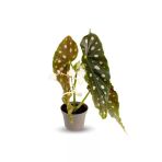 Begonia Maculata - Çilli Begonya Mini - Ev Ofis Salon Iç Mekan Bitkisi - Baby