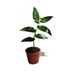Begonıa Söğüt 25-35 Cm