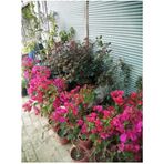 Begonvil Çiçeği Bougainvillea Bahçe Balkon Teras