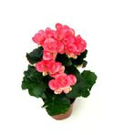 Begonya Çiçeği Fidanı 10-20 Cm Pembe