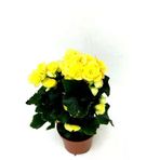 Begonya Çiçeği Fidanı Sarı 10-20 Cm