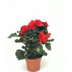 Begonya Fidanı Kırmızı 10-20 Cm