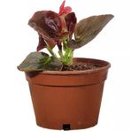 Begonya Fidanı Şeker Kırmızı (Begonia Xsemperflorens) 10-20 Cm