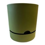 Begonya Yeşil 18 cm Saksı