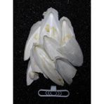 Belirtilmemiş Iri Parçalı Kırık Mürekkep Balığı (Kalamar) Kemiği 100 gr + Tutacak