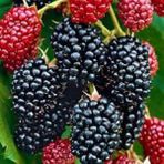 Bellaberry Ahududu Fidanı (Raspberry Fidanı)