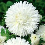 Bellis Perennis Beyaz Ponpon İngiliz Çayır Papatyası Çiçeği Tohum N11.5063