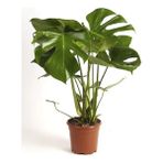 Berceste Peyzaj Deve Tabanı Monstera 40 x 60 cm Salon Bitkisi Ofis Bitkisi Ev Bitkisi