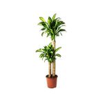 Berceste Peyzaj Dracena Massengena 2'li Gövde 80-100 cm Ev Bitkisi Ofis Bitkisi Salon Bitkisi