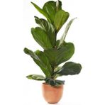 Berceste Peyzaj Ficus Lyrata Keman Yapraklı Kauçuk - Ev Ofis Salon Bitkisi