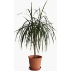 Berceste Peyzaj Marginata Dracaena Marginata Tek Gövde 60 cm Salon Ev Ofis Bitkisi