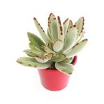Berceste Peyzaj Panda Çiçeği Kalanchoe Tomentosa Q5,5