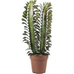 Berceste Peyzaj Süt Ağacı Euphorbia Trigona 20-30 cm Cactus Kaktus Ev Ofis Salon Bitkisi