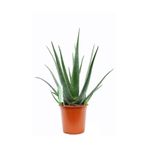 Berceste Peyzaj tasarım Aloe Vera Bitkisi 30 40 Cm Sarı Sabır Bitkisi Ev Bitkisi