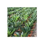 Berceste Peyzaj tasarım Cycas Revoluta - Japon Sagu Palmiyesi