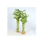 Berceste Peyzaj tasarım Dal Bambu Lucky Bamboo Şans Bambu 100 Cm 1 Adet Salon Bitkisi Ev Bitkisi Ofis Bitkisi