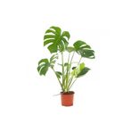 Berceste Peyzaj tasarım Deve Tabanı 60 80 Cm Monstera Deliciosa Ev Bitkisi Ofis Bitkisi Salon Bitkisi