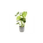 Berceste Peyzaj tasarım Deve Tabanı Bitkisi 60 80 cm Monstera Deliciosa Bitkisi Ev Bitkisi Ofis Bitkisi Salon Bitkisi