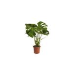 Berceste Peyzaj tasarım Deve Tabanı Bitkisi 90 110 Cm Monstera Deliciosa Bitkisi Ev Bitkisi Ofis Bitkisi Salon Bitkisi