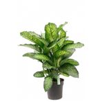 Berceste Peyzaj tasarım Difenbahya Tropic Snow Bitkisi 100 120 Cm Dieffenbachia Bitkisi Ev Bitkisi Ofis Bitkisi