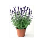 Berceste Peyzaj tasarım Lavanta Çiçeği 40 Cm Kokulu Aromatik Bahar Bitkisi Balkon Bitkisi Ev Bitkisi Dış Mekan Bitkisi