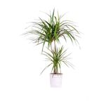 Berceste Peyzaj tasarım Marginata Dracaena 2 Gövdeli 90 100 Cm Ev Bitkisi Salon Bitkisi Ofis Bitkisi