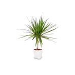 Berceste Peyzaj tasarım Marginata Dracaena Tek Gövde 30 Cm Ev Bitkisi Salon Ofis Bitkisi