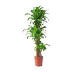 Berceste Peyzaj tasarım Massengena Dracaena 3 Kök 110 Massengeana Ev Bitkisi Ofis Bitkisi Salon Bitkisi 130cm.