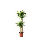 Berceste Peyzaj tasarım Messengeana Dracaena 2 Kök 90 110 Cm Massengena Ev Bitkisi Ofis Bitkisi Salon Bitkisi