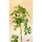 Berceste Peyzaj tasarım Şeflera Bitkisi 100-110 Cm Schefflera Bitkisi 5 Parmak Bitkisi Ev Bitkisi Ofis Bitkisi Tek Kök.