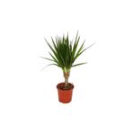 Berceste Peyzaj tasarım Tekli Dracena Marginata 20 Cm