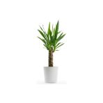 Berceste Peyzaj Yucca Jawel Avize Çiçeği Çelik Gövde 40-50 cm Salon Ev Bitkisi