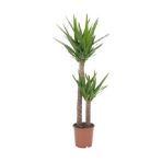 Berceste Peyzaj - Yuka Bitkisi Yucca - 2 Köklü Ev, Ofis, Salon Bitkisi
