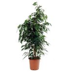Bercestepeyzaj Benjamin Ficus Benjamina 120 cm Yerli Ev Bitkisi Salon Ofis Bitkisi