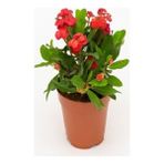 Bercestepeyzaj Dikenler Tacı (Euphorbia Millii)
