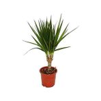 Bercestepeyzaj Dracaena Marginata