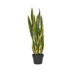 Bercestepeyzaj Kılıç Çiçeği 50 cm Paşa Kılıcı Ev Ofis Salon Bitkisi