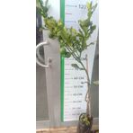 Bergamot Limonu Fidanı Meyveli