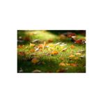 Berilya YAPAY ÇİM HALI 16 MM 150 CM X 600 CM DOGAL GÖRÜNÜMLÜ ÇİM HALI