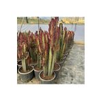 Berke Fidancılık Büyük Boy Bol Dallı Euphorbia Trigona Red- Afrika Kırmızı Süt Ağacı