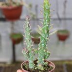 Berke Fidancılık Çok Özel Tür Meksika Kaktüs İthal (5.5 Cm Saksıda Özel Ürün)
