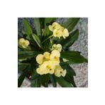 Berke Fidancılık İTHAL Orijinal SARI Euphorbia Milii / Dikenler Tacı Küçük Saksıda